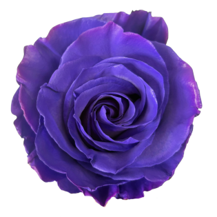 Bicolor Light Purple