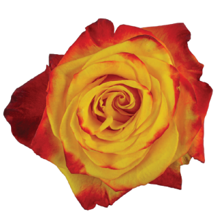 High & Yellow Magic Flame