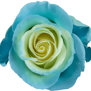 Whisper White Mellow